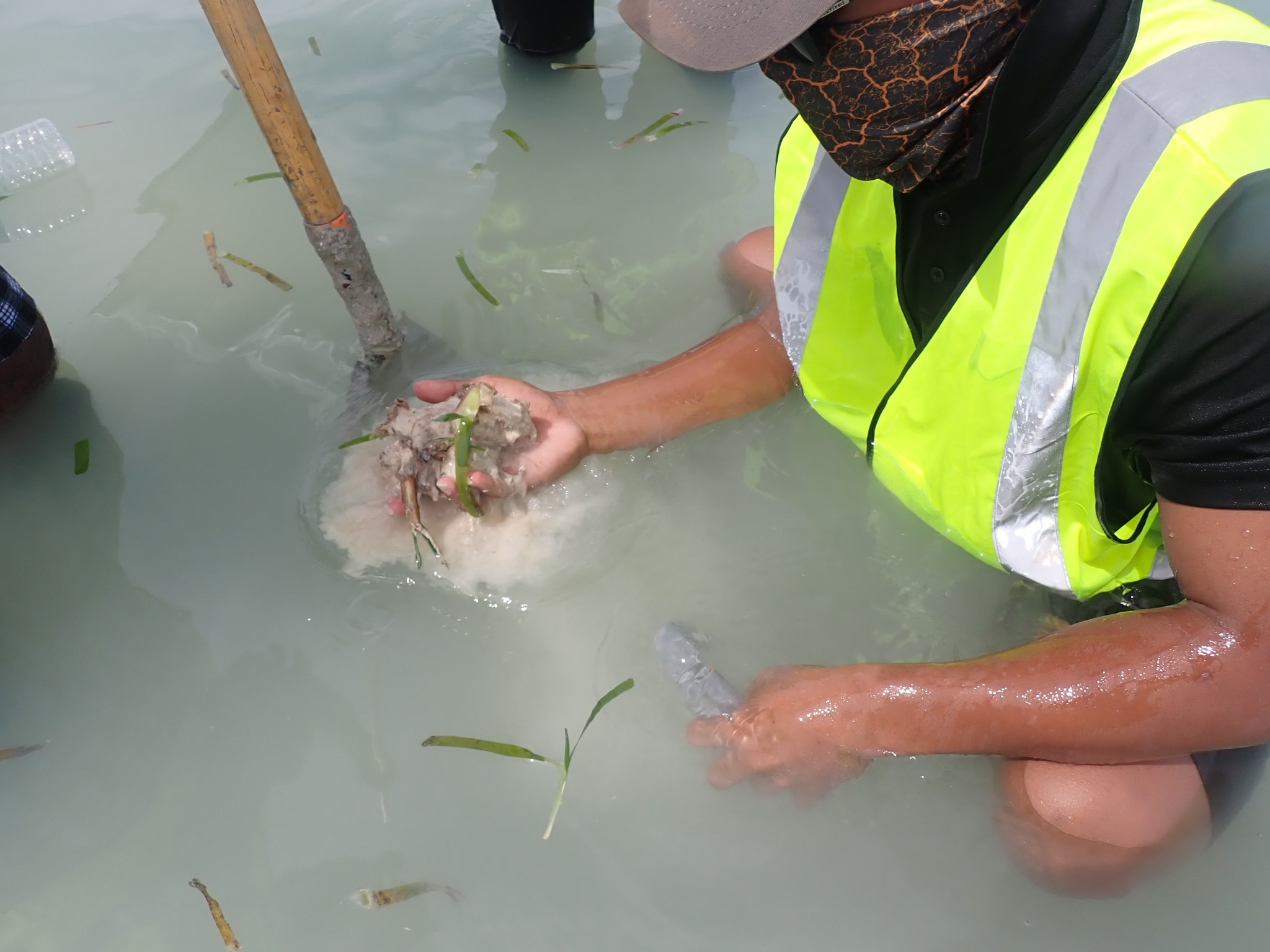 First Seagrass Survey Strengthens Blue Carbon Knowledge
