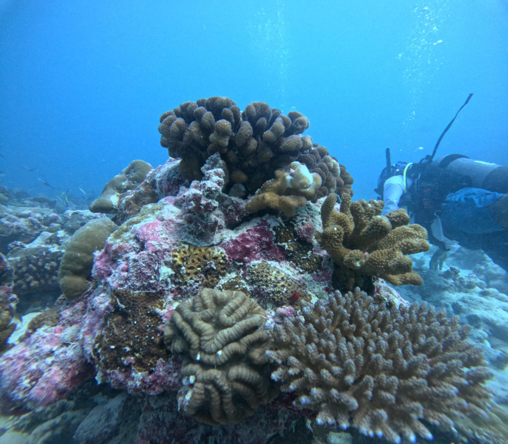 MFOR Leads First Official SCUBA Tour with Renowned Diver Karin Sinniger
