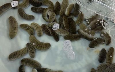 Sandfish Broodstocks Arrive in Kiribati